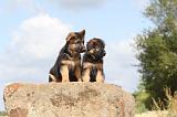 BERGER ALLEMAND 301